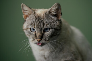 Beautiful cat with amazing blue eyes posing for the camera. 