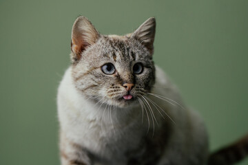 Beautiful cat with amazing blue eyes posing for the camera. 