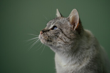 Obraz premium Beautiful cat with amazing blue eyes posing for the camera. 