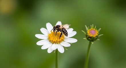 Obraz premium A Bee Pollinating a White Daisy Flower in a Garden.