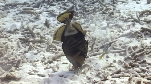 A titan triggerfish is seen digging and creating a swirl of sand. The fish is surrounded by coral and other reef fish. The seabed is visible as the fish forages for food in the Ocean.