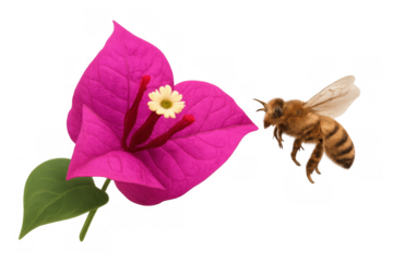 Honey bee flying towards a magenta bougainvillea flower, preparing to pollinate, transparent background
