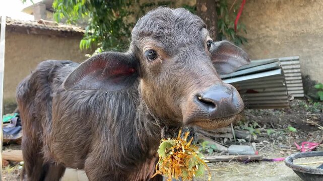Black Buffalo Calf Standing on Ground and Looking Around in Village Farm
