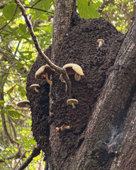 A large termite mound on a tree with mushrooms growing out of it.