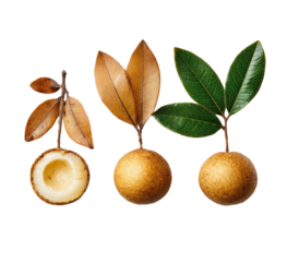 Fruit's life stages, brown to green, simple on dark backdrop