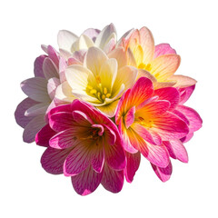 Obraz premium Pink Yellow White Flower Cluster isolated on a transparent background