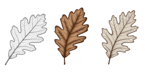 Obraz premium Three oak leaves in different colors on a black background