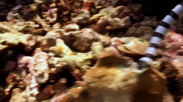 Observe a stunning banded sea krait gracefully navigate the coral reef. The reptile swims through the shallow waters searching for prey in the Philippines during daylight hours.