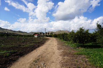 Obraz premium Mandarin trees with green mandarins in the garden in Sicily, Italy. Young mandarine bushes. Cultivating mandarin tree in garden in autumn. Farming and gardening. Country House.