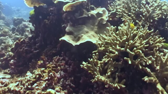 Venomous sea snake gracefully swims among coral. Fish swim above, unaware of danger below. Underwater beauty of Great Barrier Reef is on full display. Striped reptile searches for food.