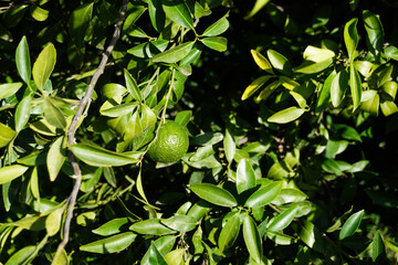 Close-up of green mandarin hanging on tree in mandarin farm. Mandarin tree with green mandarins in the garden in Italy. Cultivating mandarin tree in garden in autumn. Farming and gardening. 