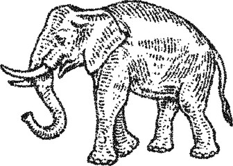 Fototapeta premium Elephant with curved tusk and raised trunk in stipple dotwork, vintage safari engraving, monochrome vector wildlife illustration