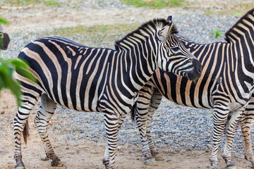 Close-up of zebras' black and white stripes and their group activities.