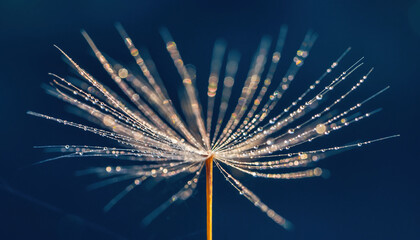 Macro Dandelion Seed with Water Droplets on Blue Background—Symbol of Hope and Tranquility