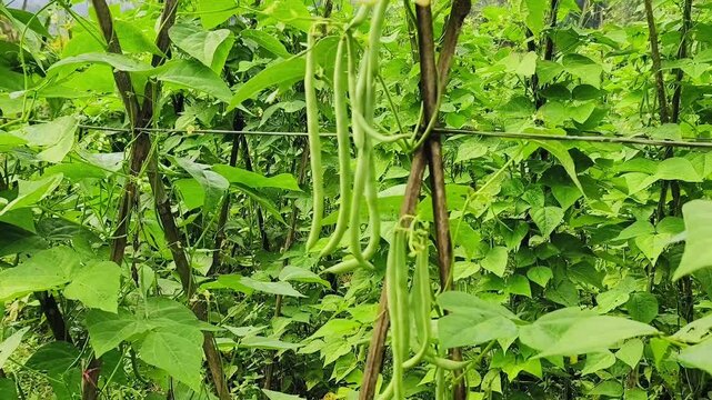 Footage of a thriving green bean (string bean) plantation growing in neat rows on fertile farmland, surrounded by natural greenery and soft sunlight. Perfect for agriculture, farming, and organic food