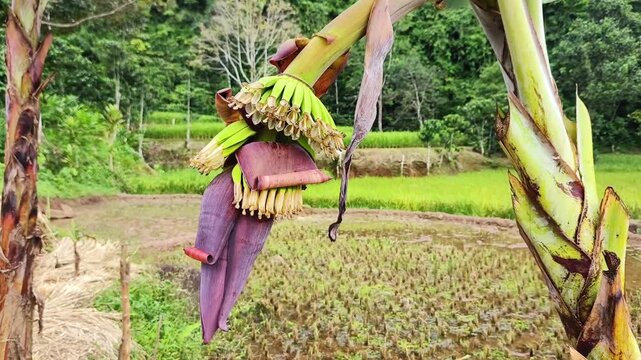 Close-up shot of a banana heart (flower bud) in a rich purple color, with the lower bracts lifted to reveal tiny, young green bananas (developing fruit) and male flowers.	