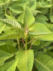 Closeup shows vibrant green leaves with prominent veins and red stems in natural lighting