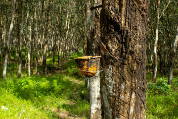 Rubber Plantation with Latex Tapping Process on Hevea Brasiliensis Tree