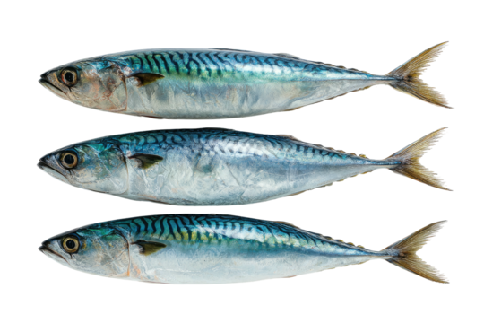 Three fresh mackerel fish lined up horizontally