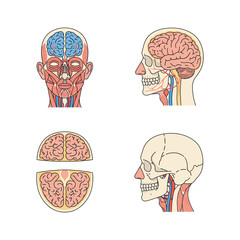 Detailed Head Anatomy Illustration for Educational Purposes