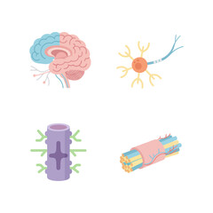Detailed Anatomical Diagram of the Nervous System for Educational Purposes