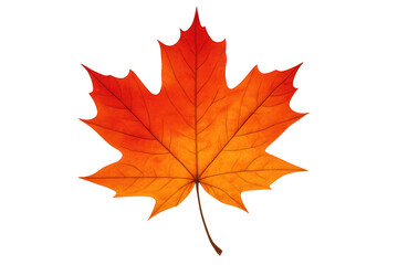 Fototapeta premium Maple leaf showing autumn vibrancy and fall colors against a transparent background, symbolizing the changing season