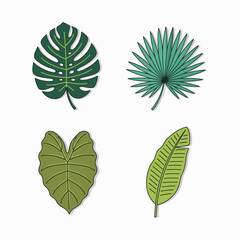 Lush Large Tropical Leaf Isolated on White Background