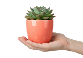 Isolated plant in hand is a succulent echeveria in pink pot, being displayed on open palm