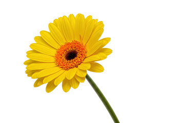 Isolated gerbera daisy flower with yellow petals and an orange center on a simple stem