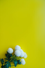 bouquet of flowers on a yellow background