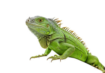 Isolated Green Iguana, a large lizard native to the tropics, laying on surface