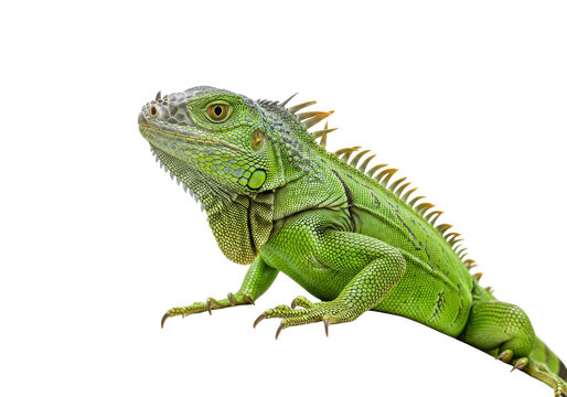 Isolated Green Iguana, a large lizard native to the tropics, laying on surface