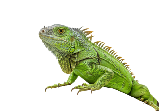 Isolated Green Iguana, a large lizard native to the tropics, laying on surface
