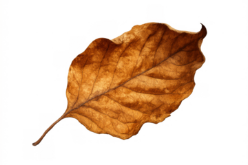 Dry brown autumn leaf isolated on a transparent background, representing seasonal change, nature, fall, and decay