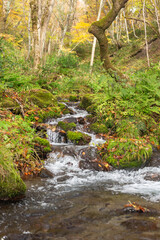 秋と渓流の流れ