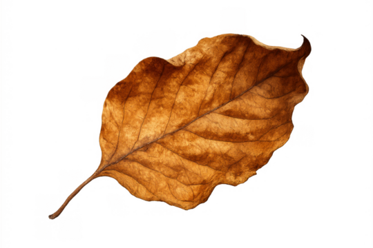 Dry brown autumn leaf isolated on a transparent background, representing seasonal change, nature, fall, and decay