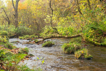秋と渓流の流れ