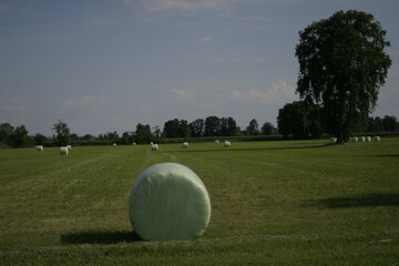 Fototapeta premium Green plastic wrapped hay bales on a mowed field with a large tree and blue sky.