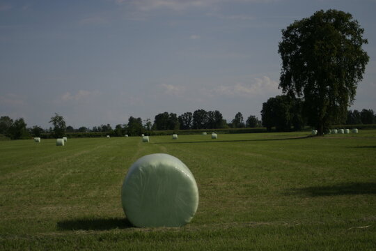 Green plastic wrapped hay bales on a mowed field with a large tree and blue sky.