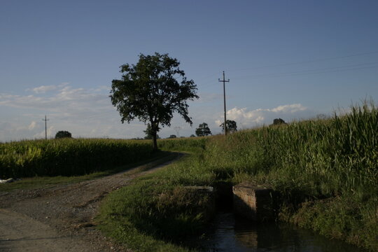 A country road and irrigation canal between cornfields near Mairago, Lombardy, Italy.