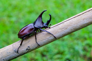Siamese rhinoceros beetle or fighting beetle on a brown bamboo branch