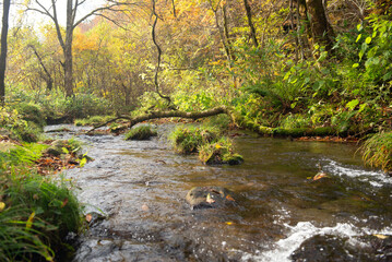 Obraz premium 秋と渓流の流れ