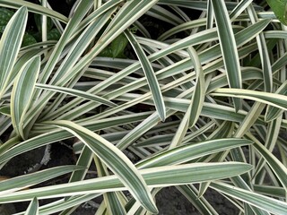 Obraz premium Long variegated liriope leaves display a lush, interwoven green and white pattern naturally