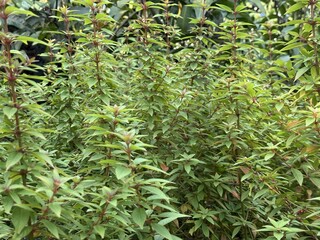 Lush green stems reach upward, each adorned with verdant leaves in a botanical display