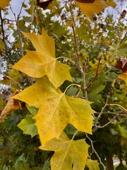 Yellow autumn leaves on a tree in sunlight, symbol of fall season and natural beauty.