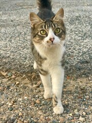 Fluffy beautiful street cat sitting outdoors, stray feline with soft fur and expressive eyes.