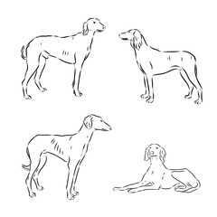 Tazy the hound dog, vector sketch