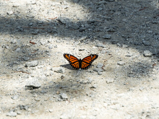 Orange and Black butterfly laying on the ground in natural sunlight
