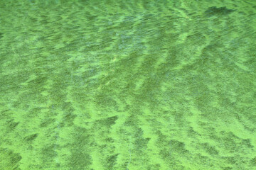 excessive algal bloom