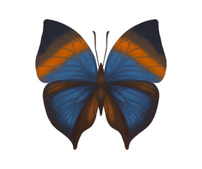 Watercolor butterfly Kallima Inachus with symmetrical open wings isolated on white background, detailed tropical insect, watercolor-style. Blue and orange watercolor butterfly